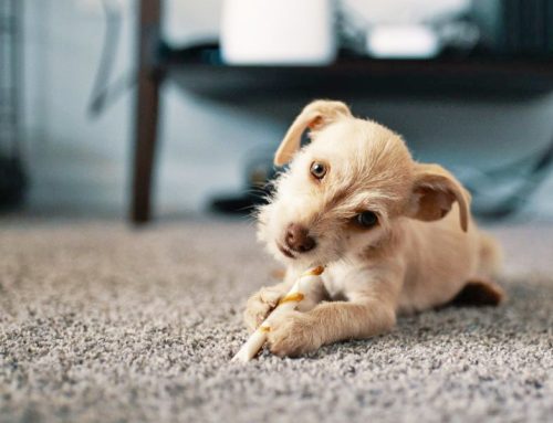 Best Carpet For Pets – The Ultimate Guide