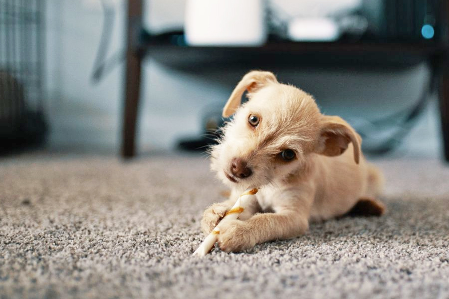 Best Carpet For Pets - The Ultimate Guide