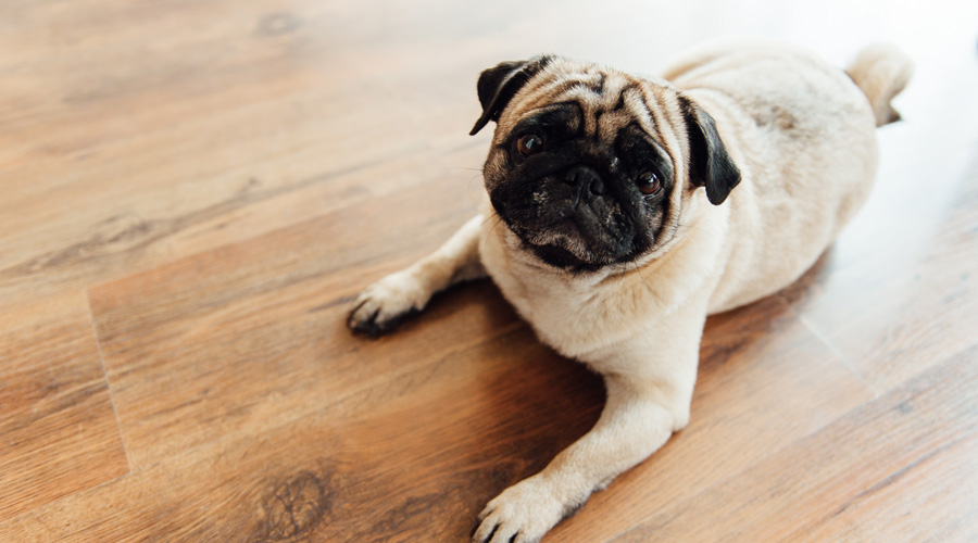 Protect Your Hardwood Floor, Dog Nails On Hardwood Floors Noise