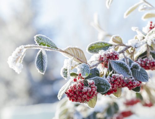 Plants & Flowers That Thrive in The Colder Months